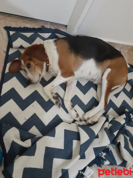 Beagle, Köpek  Biber fotoğrafı