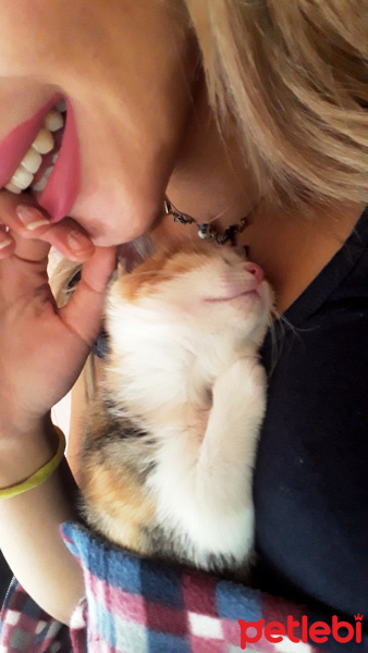 Tekir Kedi, Kedi  Lahmacun fotoğrafı