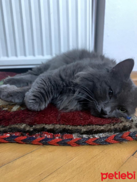 Nebelung, Kedi  Nina fotoğrafı