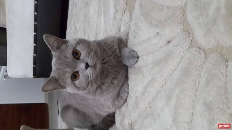 British Shorthair, Kedi  Yumak fotoğrafı