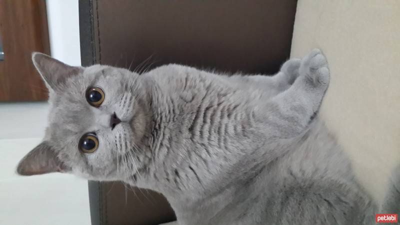 British Shorthair, Kedi  Yumak fotoğrafı