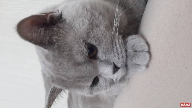 British Shorthair, Kedi  Yumak fotoğrafı