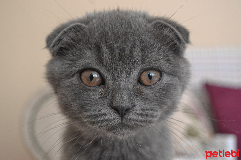 Scottish Fold, Kedi  Lina fotoğrafı