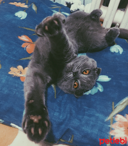 Scottish Fold, Kedi  Lina fotoğrafı