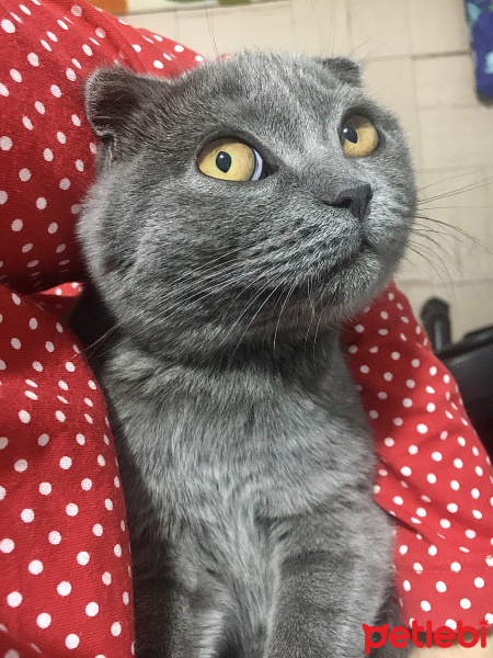 Scottish Fold, Kedi  Lina fotoğrafı