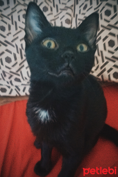 Tekir Kedi, Kedi  ilya fotoğrafı