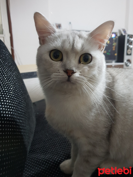 British Shorthair, Kedi  Gümüş fotoğrafı
