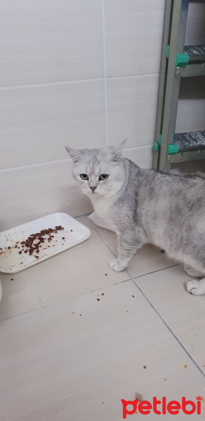 British Shorthair, Kedi  Gümüş fotoğrafı