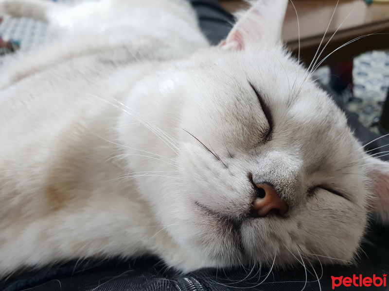 British Shorthair, Kedi  Gümüş fotoğrafı