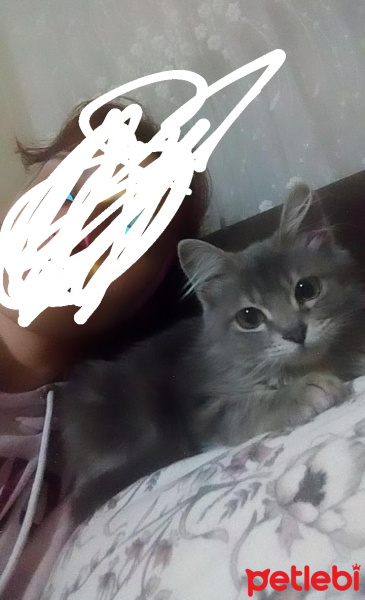Norwegian Forest, Kedi  Şapşik fotoğrafı