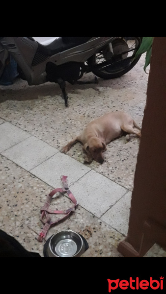 İngiliz Cocker Spaniel, Köpek  Kontes fotoğrafı