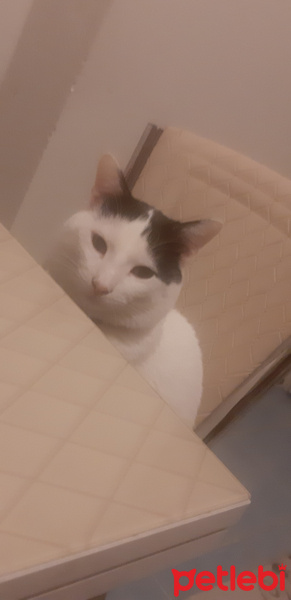 Tuxedo (Smokin) Kedi, Kedi  Abidin fotoğrafı