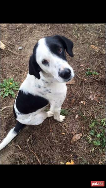 Pointer, Köpek  Mitra fotoğrafı