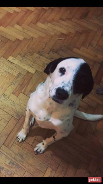 Pointer, Köpek  Mitra fotoğrafı
