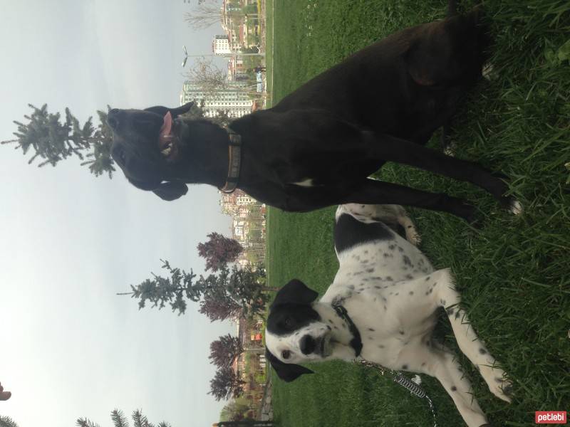 Pointer, Köpek  Mitra fotoğrafı