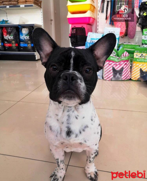 Fransız Bulldog, Köpek  DOBBY fotoğrafı