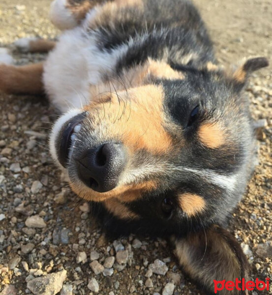 Tatra Çoban Köpeği, Köpek  Max fotoğrafı