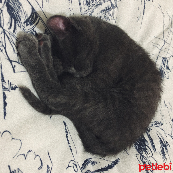 Mavi Rus, Kedi  Mırmırsu fotoğrafı