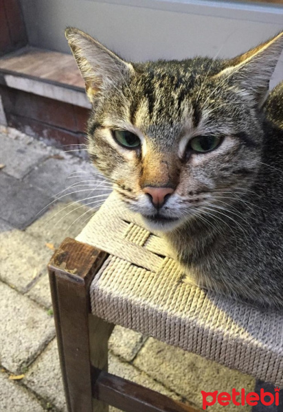 Tekir Kedi, Kedi  Minnoş fotoğrafı