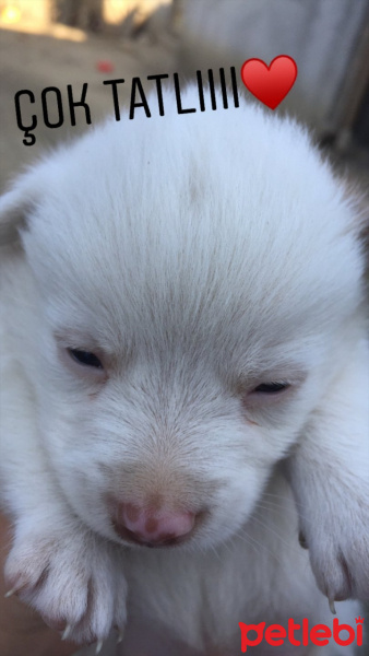 Tatra Çoban Köpeği, Köpek  Kar fotoğrafı