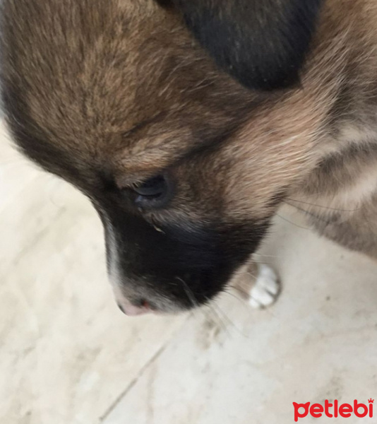 Akbaş, Köpek  Kömür fotoğrafı