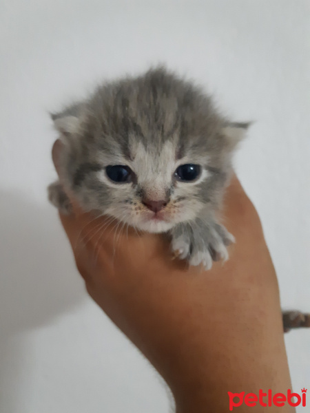 British Shorthair, Kedi  Milka fotoğrafı