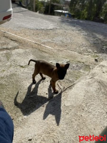 Belçika Malinois, Köpek  Alfa fotoğrafı