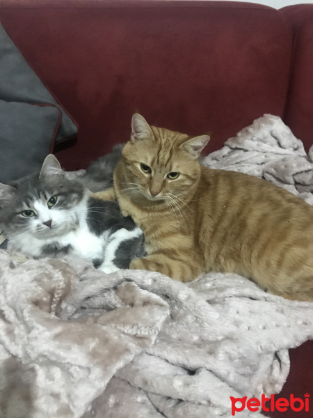 Sarman, Kedi  Ares fotoğrafı