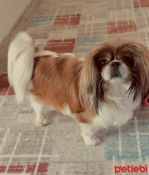 Pekingese, Köpek  Daisy fotoğrafı
