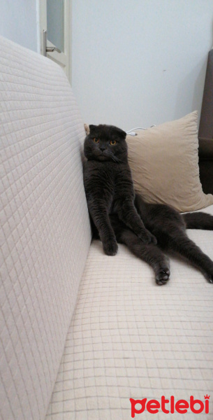 Scottish Fold, Kedi  Kekik fotoğrafı