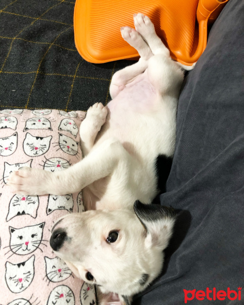 Pointer, Köpek  Milka fotoğrafı