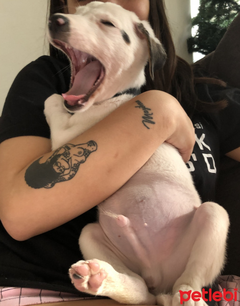 Pointer, Köpek  Milka fotoğrafı