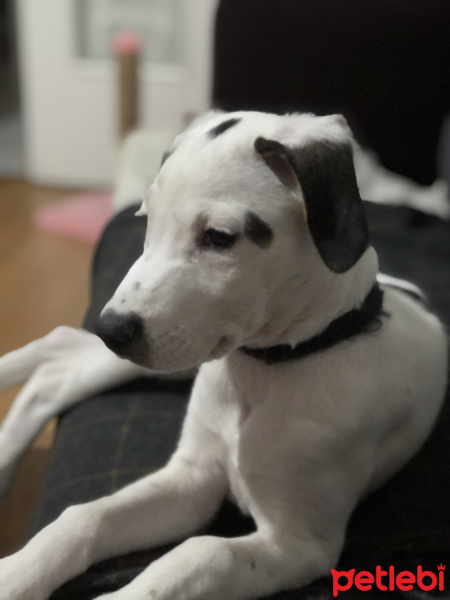 Pointer, Köpek  Milka fotoğrafı