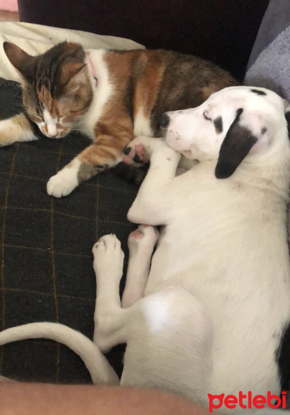 Pointer, Köpek  Milka fotoğrafı