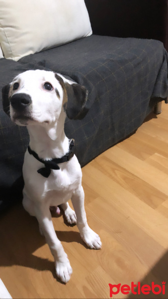 Pointer, Köpek  Milka fotoğrafı