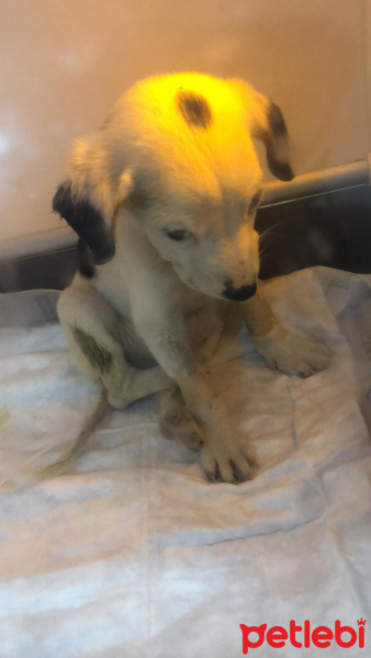 Pointer, Köpek  Milka fotoğrafı