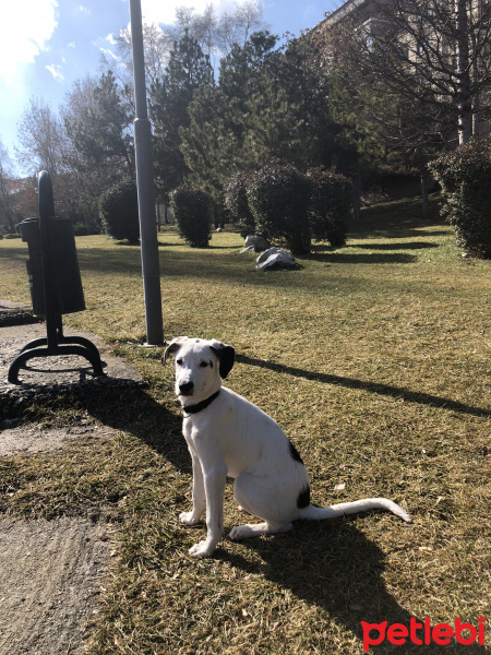 Pointer, Köpek  Milka fotoğrafı