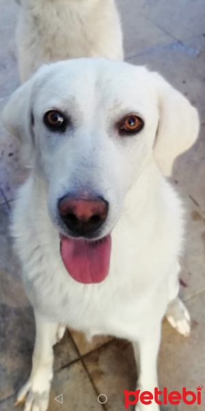 Labrador Retriever, Köpek  PAMUK fotoğrafı