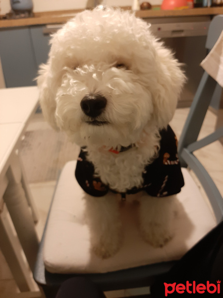 Poodle (Minyatür Kaniş), Köpek  Pati fotoğrafı