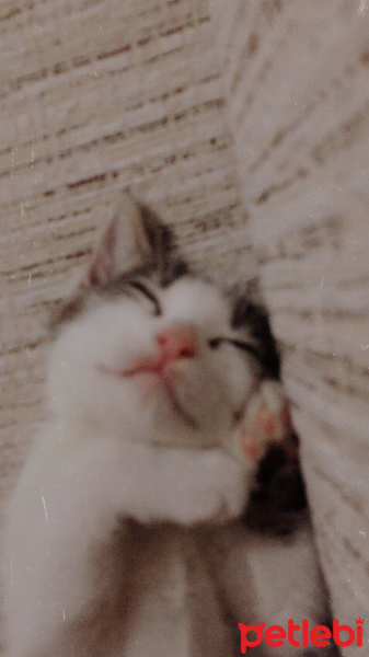 Tekir Kedi, Kedi  Miasu fotoğrafı