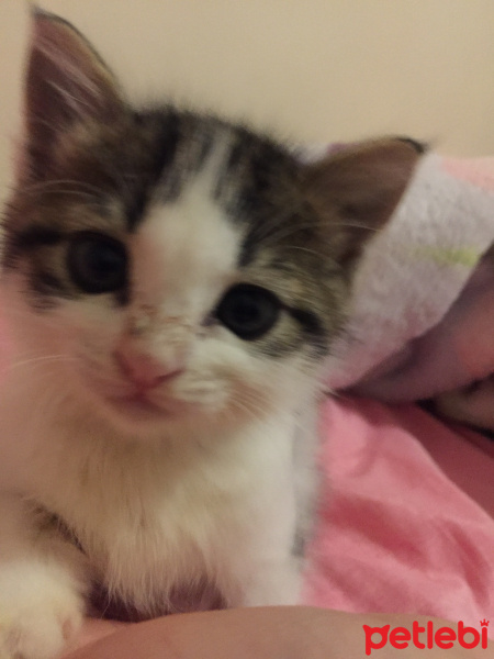 Tekir Kedi, Kedi  Miasu fotoğrafı