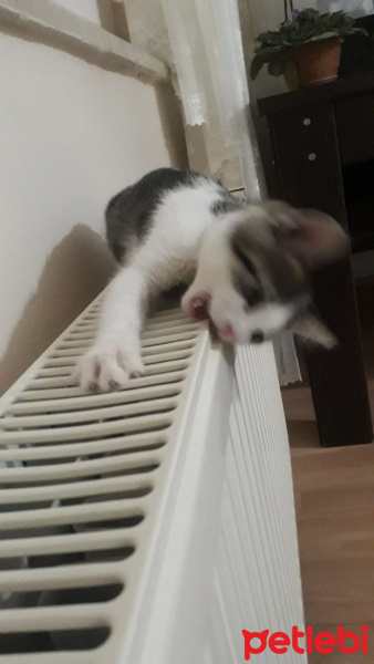 Tekir Kedi, Kedi  Miasu fotoğrafı