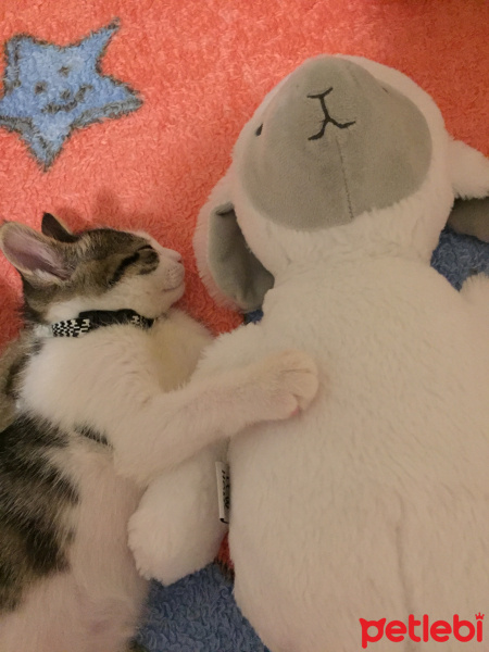 Tekir Kedi, Kedi  Miasu fotoğrafı