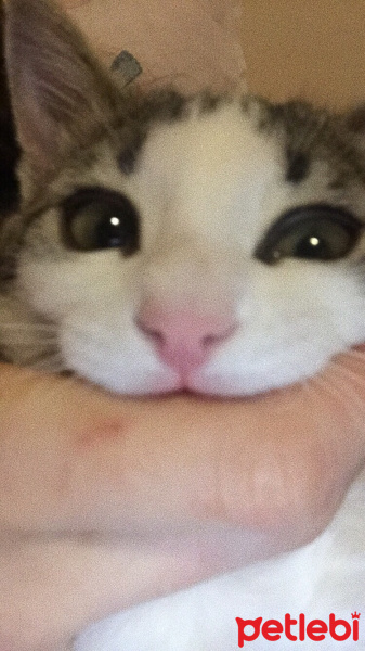 Tekir Kedi, Kedi  Miasu fotoğrafı