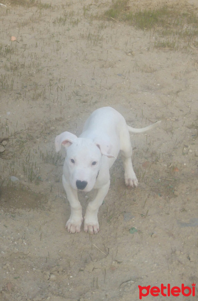 Dogo Arjantin, Köpek  Zeus fotoğrafı