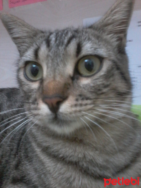 Tekir Kedi, Kedi  Duman fotoğrafı