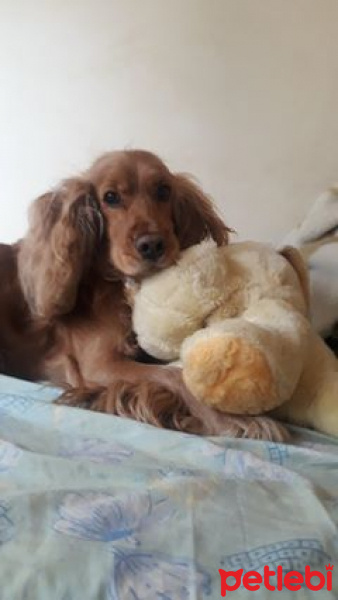 Amerikan Cocker Spaniel, Köpek  gofret fotoğrafı