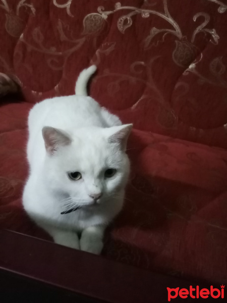 Ankara Kedisi, Kedi  Şila fotoğrafı
