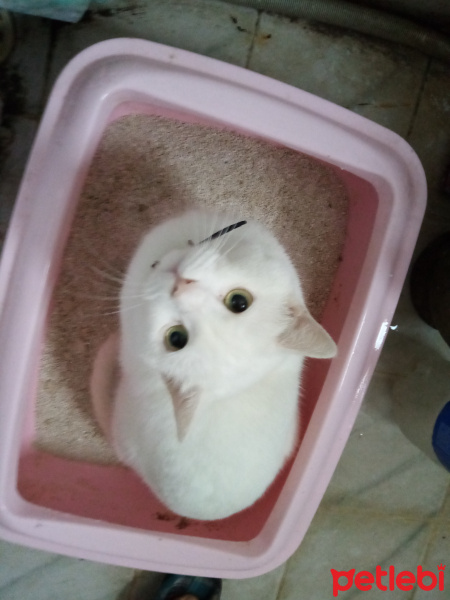 Ankara Kedisi, Kedi  Şila fotoğrafı