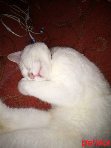 Ankara Kedisi, Kedi  Şila fotoğrafı